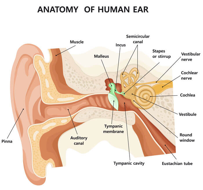 Eustachian Tube Balloon Dilation - Ear & Sinus Institute
